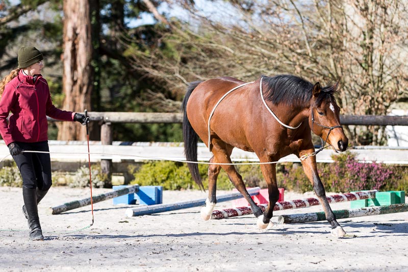 The Ultimate Checklist BEFORE You Start Your Horse