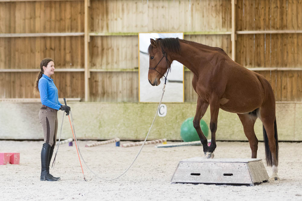 Start A Mutual Dialog With Your Horse Video