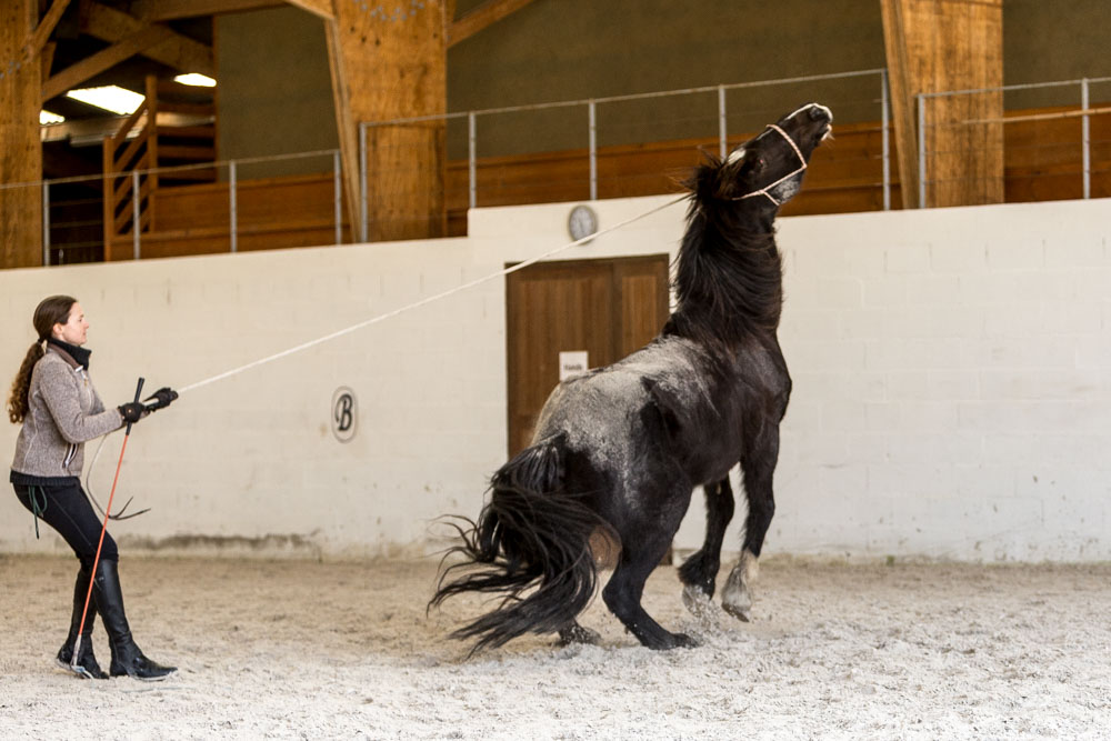 Gabi Neurohr travaille au sol avec un cheval qui se cabre