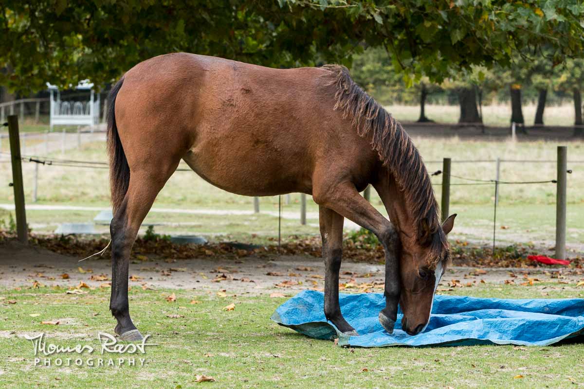 Gabi Neurohr éducation du jeune cheval - un pouliche gratte une bâche bleue au sol