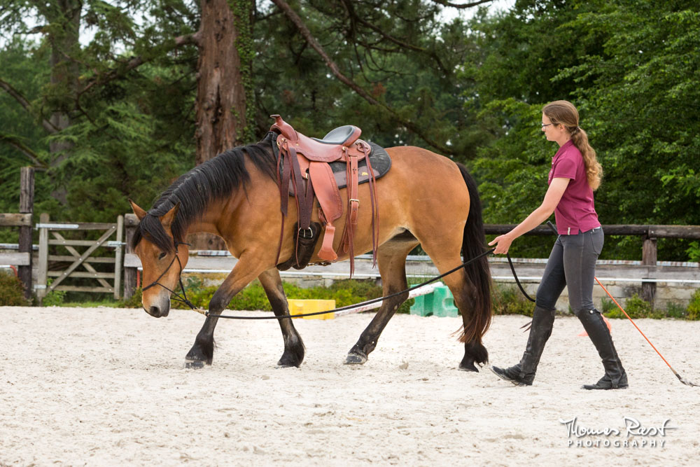 Gabi Neurohr travail du cheval - une jument apprend l extension de l encolure au sol