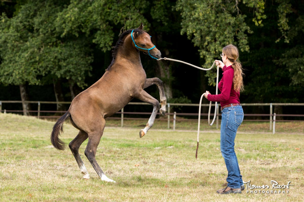 Gabi Neurohr Young Horse Training - leading a foal