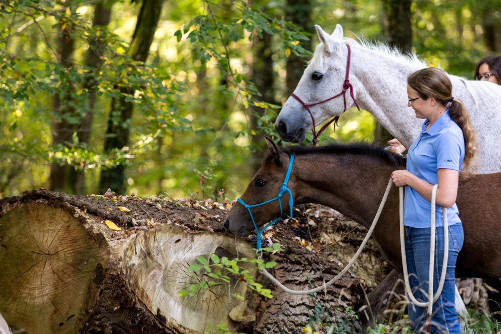 Gabi Neurohr Young Horse Training - foal Maserati explores a log