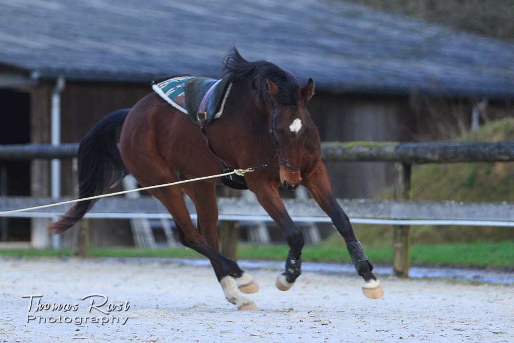 Gabi Neurohr Training Horse