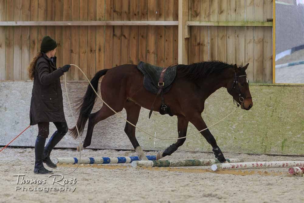 Gabi Neurohr-Horse Training-balance and coordination
