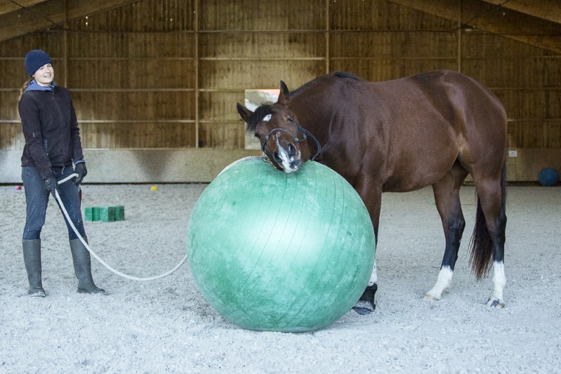 Gabi Neurohr colt starting - a very curious horse inspect the green ball with his trainer