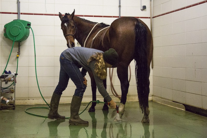 Gabi Neurohr colt starting - a horse is standing still in the shower getting his legs washed
