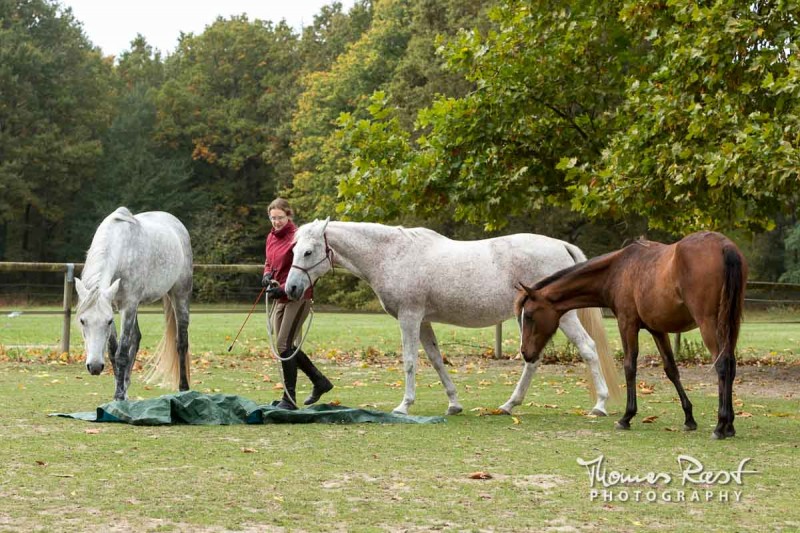 Gabi Neurohr éducation du jeune cheval  cheval qui a peur de la bâche faire découvrir la bâche à son poulain