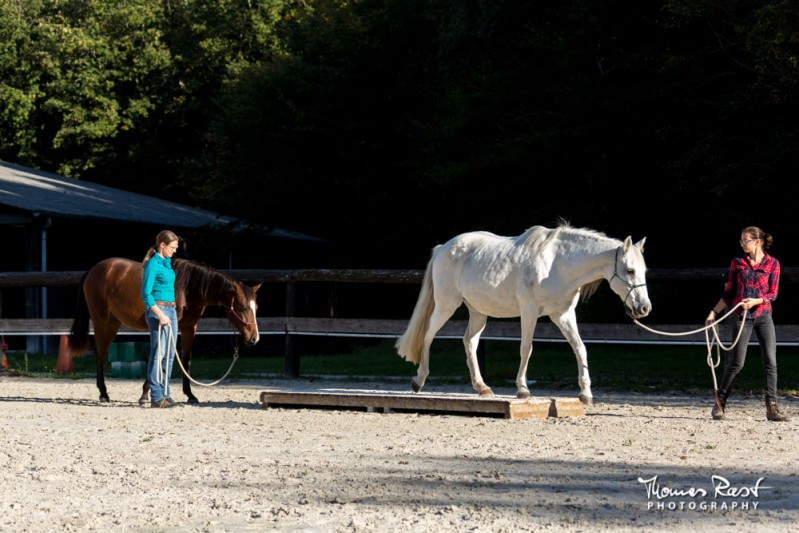 Gabi Neurohr éducation du jeune cheval préparation pour le van marcher sur le pont
