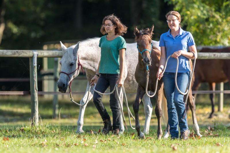 Gabi Neurohr éducation jeune cheval première balade poulain 6 mois promener son poulain en extérieur 