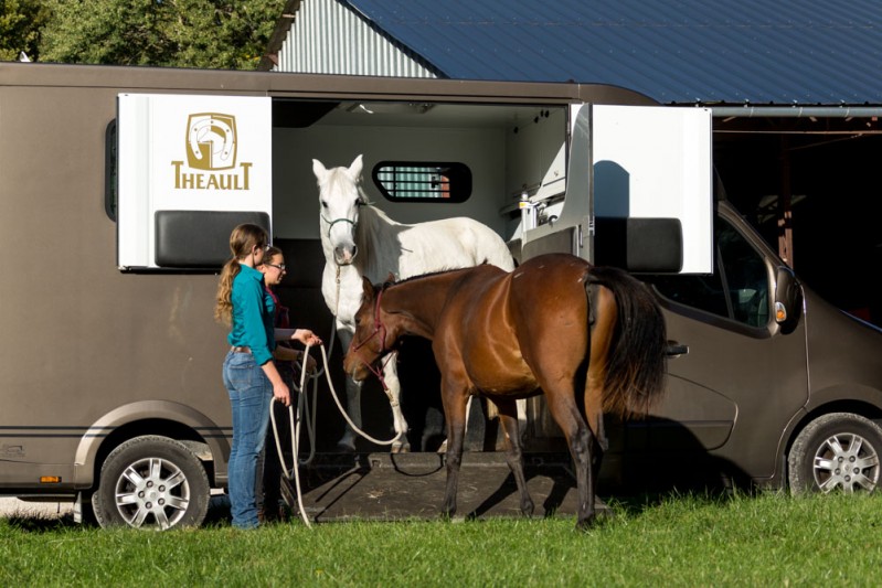 Gabi Neurohr young horse education - an old horse demonstrates how to load in the truck to a foal